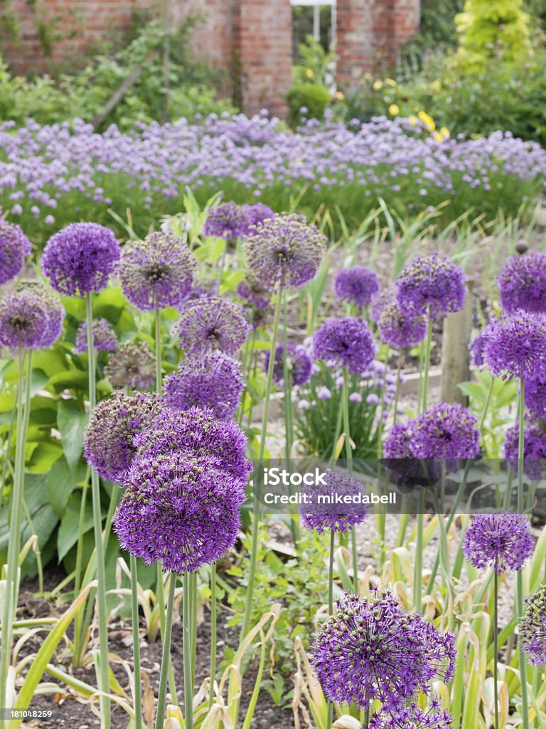 Allium - Photo de Ail - Liliacées libre de droits