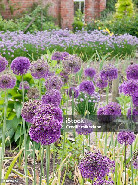 Photo libre de droit de Allium banque d'images et plus d'images libres de droit de Ail - Liliacées - Ail - Liliacées, Ciboulette, Espace texte