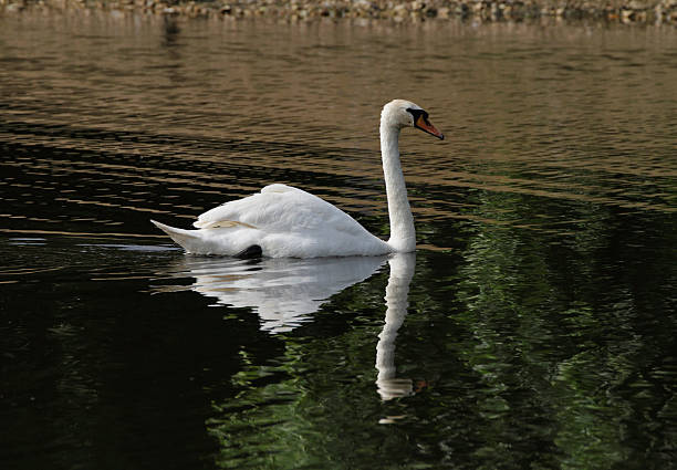 istock White mute swan reflected in brown and green waters 181048576