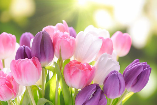 Colorful tulips  and daffodils on nature background