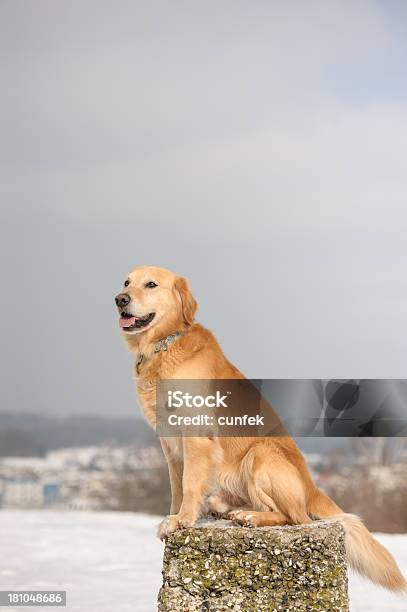 Cão De Inverno - Fotografias de stock e mais imagens de Felicidade - Felicidade, Ninguém, Retriever