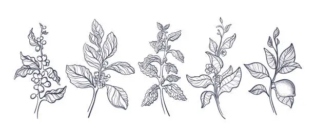 Vector illustration of Branch of coffee, mate, tea, lemon, stevia leaves