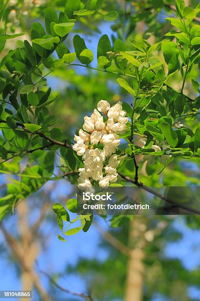 Locust Blossom Stock Photo - Download Image Now - Acacia Tree, Beauty In Nature, Black Color