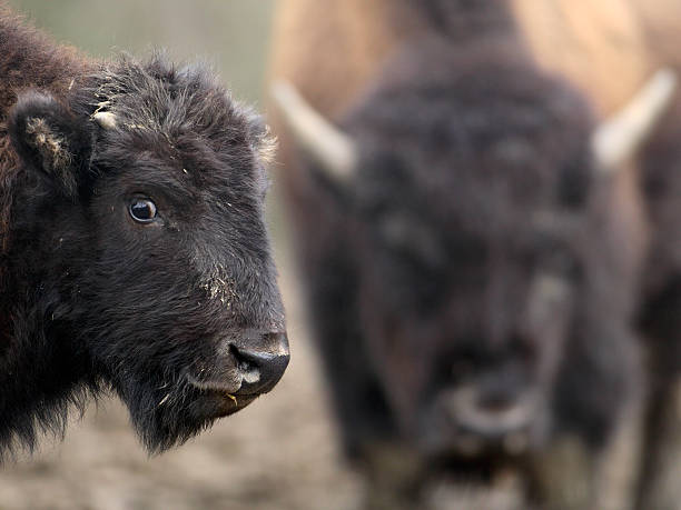 Bison Calf stock photo