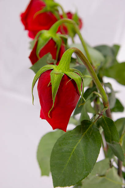 Wilting Rose stock photo