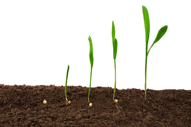 Plant growth Sequence with root in dirt isolate on white background