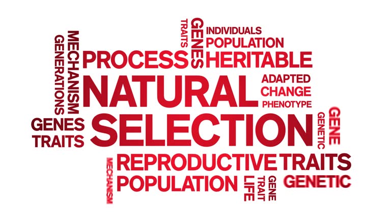 Natural Selection animated word cloud,animation tag typography seamless loop.