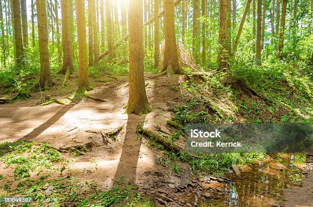 Sunray In Pine Forest Mit Stream Stockfoto und mehr Bilder von Ast - Pflanzenbestandteil - Ast - Pflanzenbestandteil, Bach, Baum