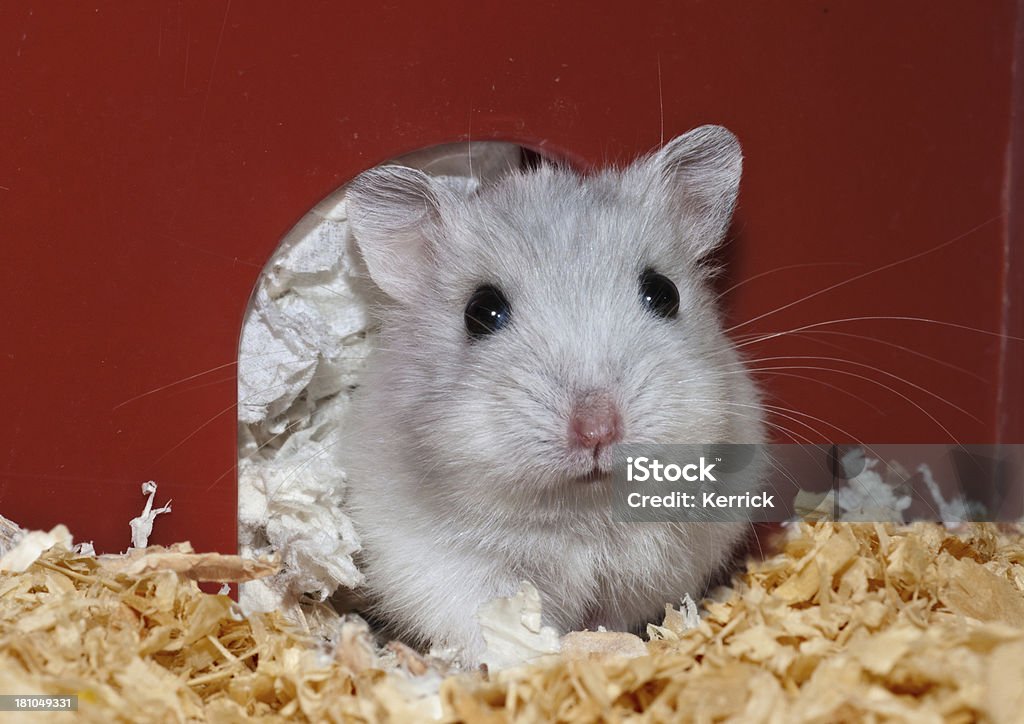 Zuckerhut Hamster – 4 Wochen alt - Lizenzfrei Hamster Stock-Foto