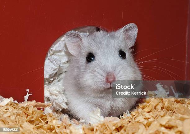 Zuckerhut Hamster 4 Wochen Alt Stockfoto und mehr Bilder von Hamster - Hamster, Haustier, Einzelner Gegenstand