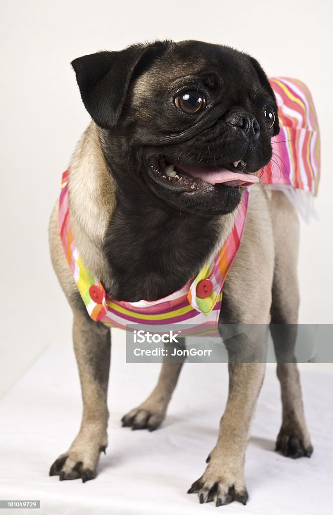 Doguillo perro en Monada colorido ropa de playa contra fondo blanco - Foto de stock de Abrigo para perro libre de derechos