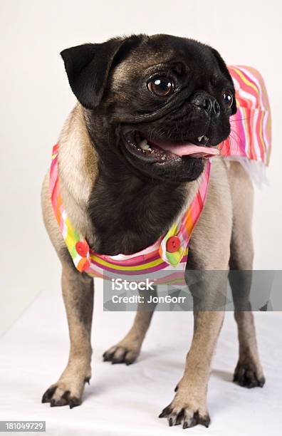 Doguillo Perro En Monada Colorido Ropa De Playa Contra Fondo Blanco Foto de stock y más banco de imágenes de Abrigo para perro