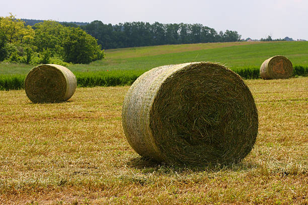 istock Hay of bales 181049842