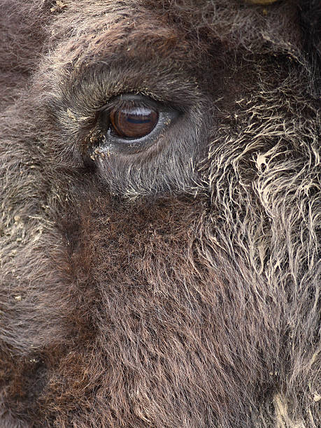 Eye of a Bison stock photo