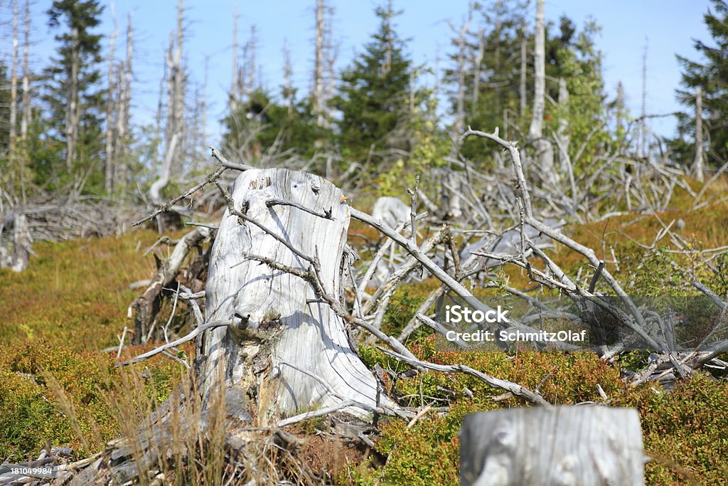 Árbol muerto de la selva negra - Foto de stock de Aire libre libre de derechos