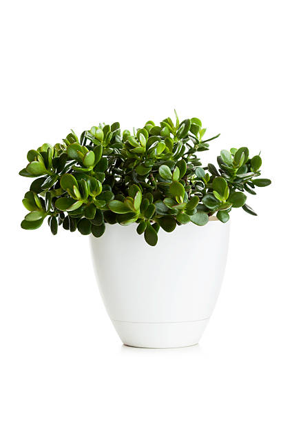Succulent plant in flower pot