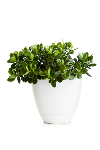 Jade plant in flower pot isolated