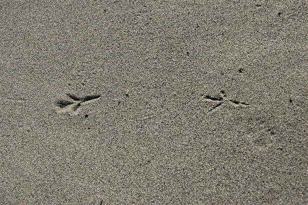 istock Signs of Bird 181050241
