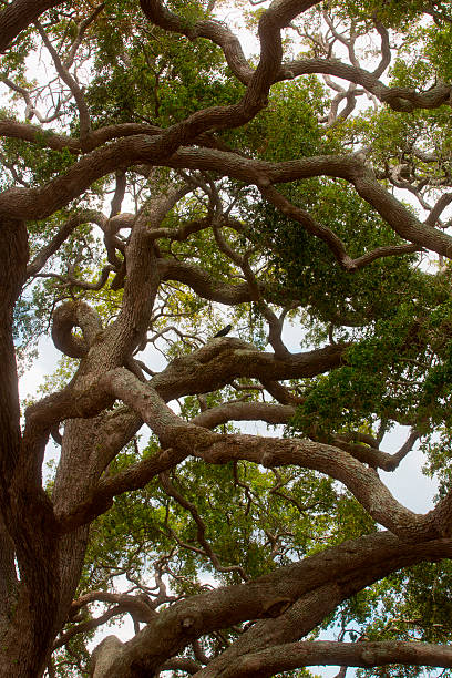 Black Bird in twisted branches stock photo