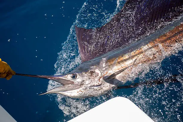 Sailfish that has been caught and is near the boat for releasing
