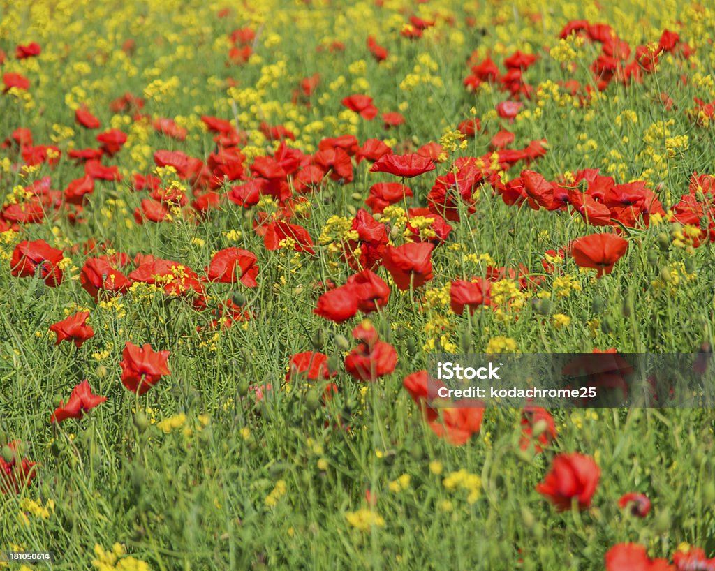 Colori d'estate - Foto stock royalty-free di Agricoltura