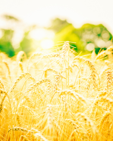 Beautiful Sunlit Wheat Field