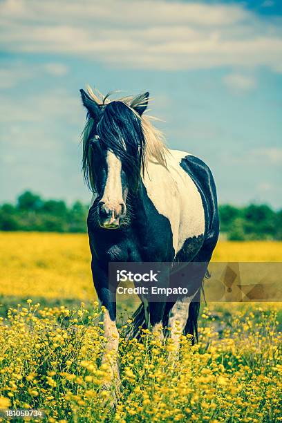 Лошадь В Желтый Луг — стоковые фотографии и другие картинки Без людей - Без людей, Вертикальный, Кросспроцесс