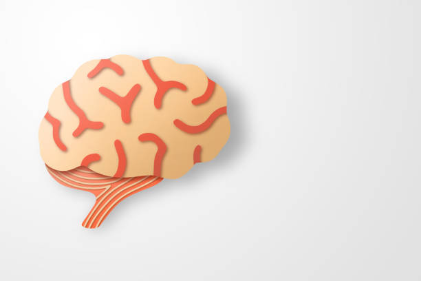 Paper craft of the human brain on white background. Cross section of human brain for health care concept.