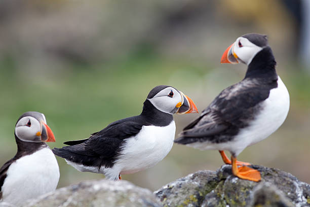 istock Three Atlantic Puffins on the Isle of May, Scotland 181051079