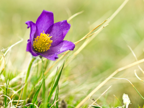 pasque flower, flowering in the spring, in March and April, covering the mountain pastures and meadows. This ones are in Georgia in Kazbegi.