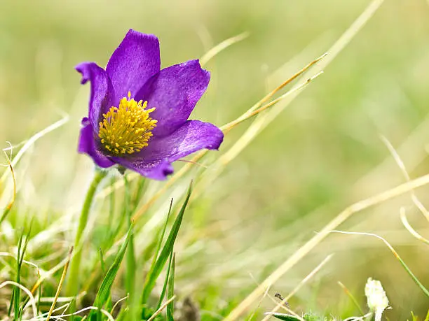 pasque flower, flowering in the spring, in March and April, covering the mountain pastures and meadows. This ones are in Georgia in Kazbegi.