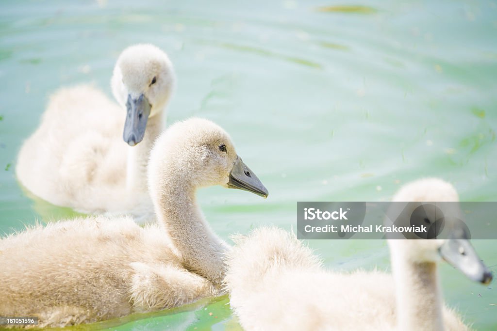 Giovane swans - Foto stock royalty-free di Acqua