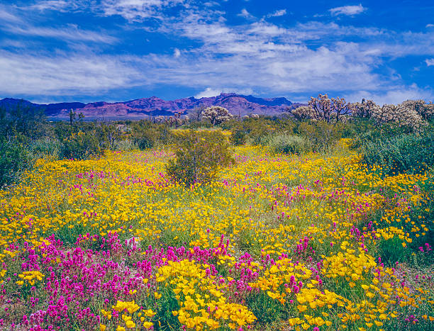 arizona frühling wildblumen - sonoran desert cactus landscaped desert stock-fotos und bilder
