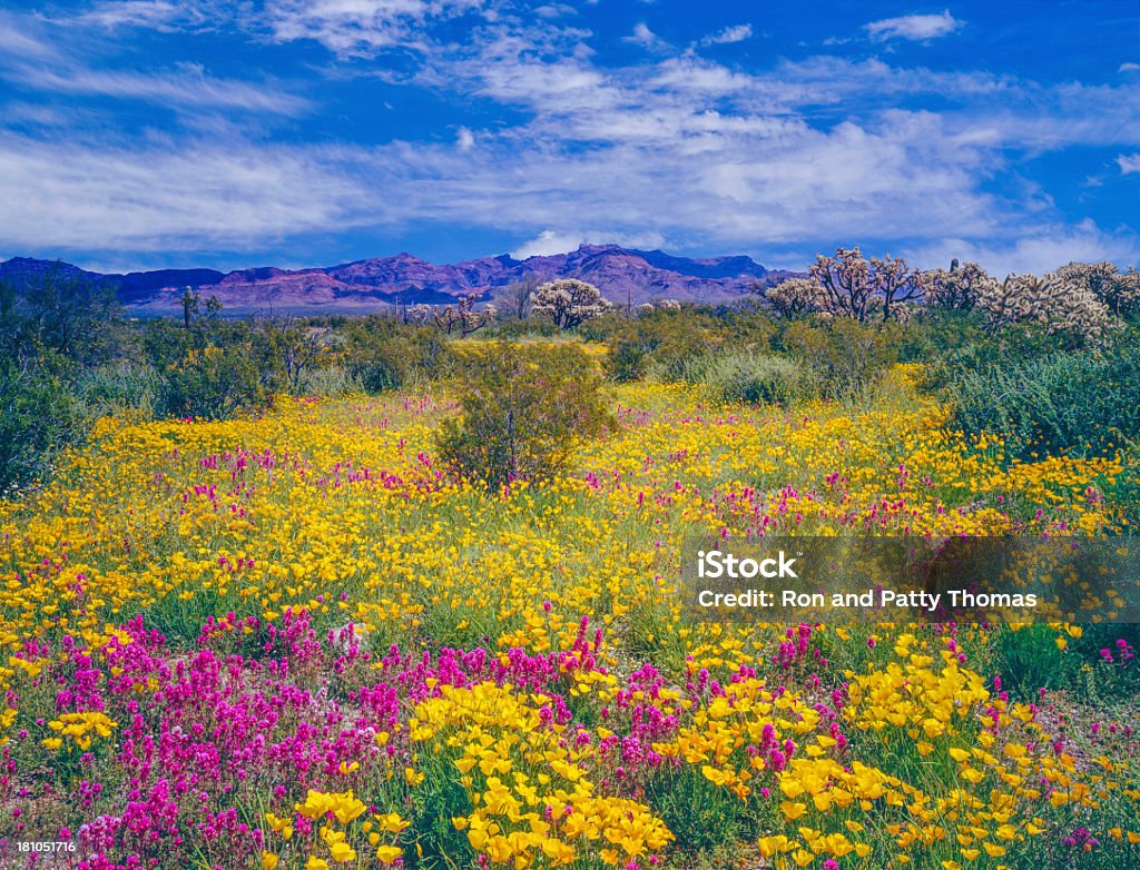 Arizona primavera fiori selvatici - Foto stock royalty-free di Arizona