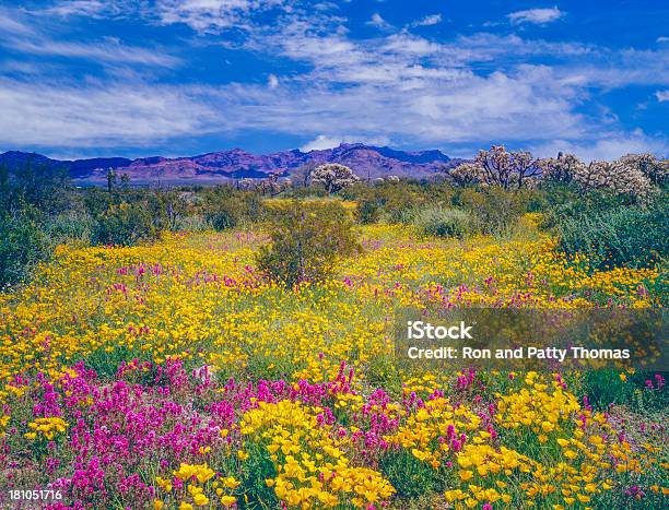 Arizona Primavera Fiori Selvatici - Fotografie stock e altre immagini di Arizona - Arizona, Tucson, Paesaggio