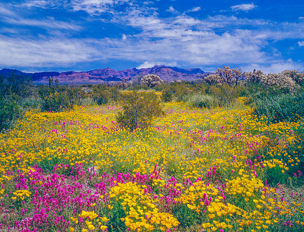 Arizona spring wildflowers Spring wildflowers carpet the desert floor in Organ Pipe Cactus National Monument of Arizona sonoran desert stock pictures, royalty-free photos & images