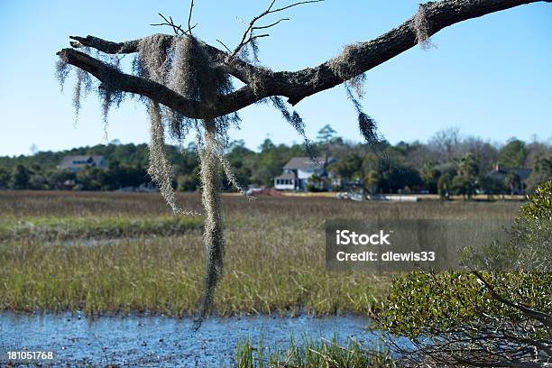 Muschio Spagnolo - Fotografie stock e altre immagini di Acqua - Acqua, Ambientazione esterna, Carolina del Sud