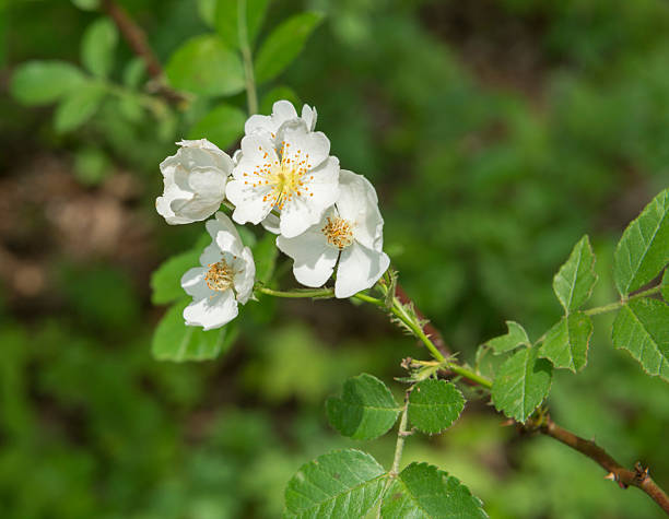 Multiflora Rose Close up of a branch of the Muliflora Rose, a invasive plant. rosa multiflora stock pictures, royalty-free photos & images