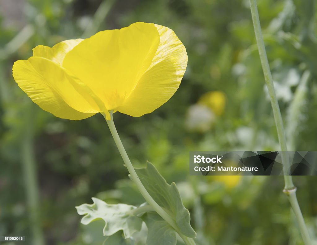 Amarelo-chifres de papoula (Glaucium flavum) - Foto de stock de Amarelo royalty-free