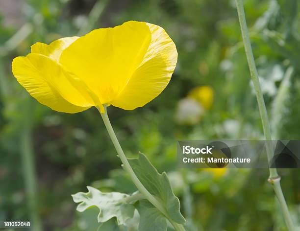 Foto de Amarelochifres De Papoula e mais fotos de stock de Amarelo - Amarelo, Beleza natural - Natureza, Bianual