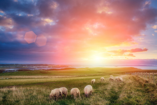 sheeps in Ireland at sunset