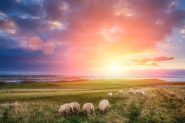 "sheeps in Ireland at sunset - Causeway coast, County Antrim, Northern Ireland. In the background the small seaside resort town, Portrush is visible."