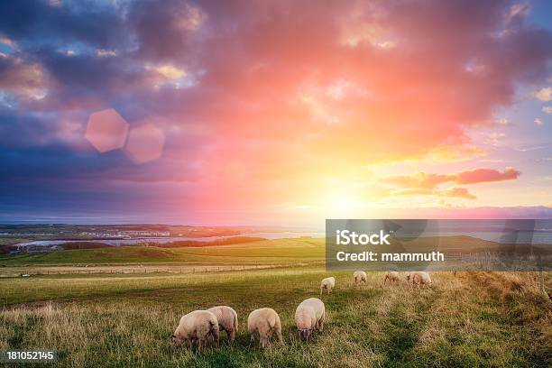 Sheeps В Ирландии На Закате — стоковые фотографии и другие картинки Овца - Копытное животное - Овца - Копытное животное, Закат солнца, Великобритания