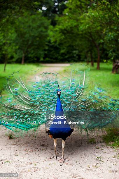 Peacock Foto de stock y más banco de imágenes de Animal - Animal, Azul, Bailar