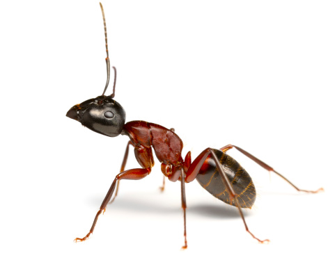 Ant Camponotus ligniperdus