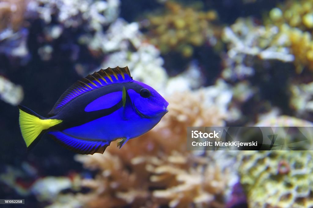 Azul tang (Paracanthurus hepatus) - Foto de stock de Navajón azul libre de derechos