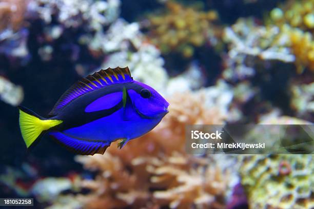 Azul Tang Foto de stock y más banco de imágenes de Navajón azul - Navajón azul, Acuario - Equipo para animales domésticos, Agua