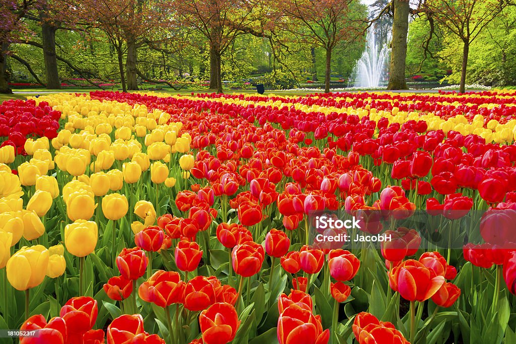 Spring Flowers in a Park "Park with multi-colored spring flowers. Location is the Keukenhof garden, Netherlands.Other tulip images:" Agricultural Field Stock Photo