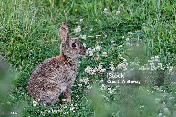Wild Kaninchen Oryctolagus Cuniculus Sitzt In Weiß Klee Stockfoto und mehr Bilder von Weißklee
