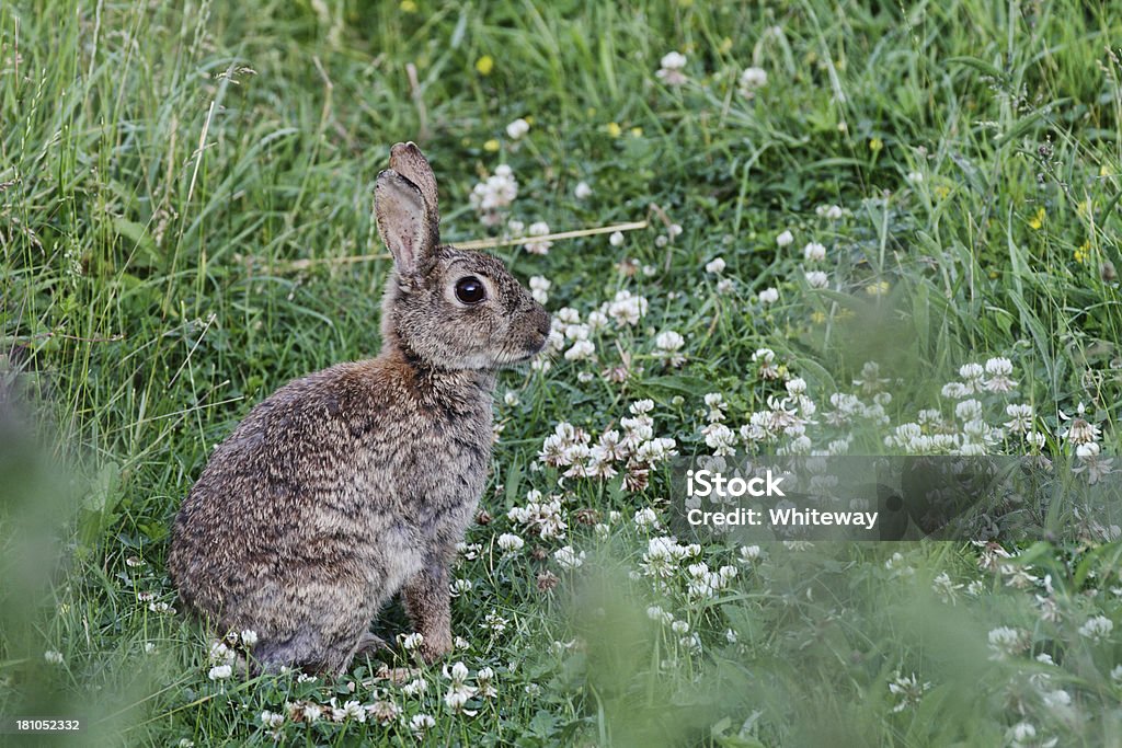 ワイルド rabbit Oryctolagus cuniculus に座ってホワイトのクローバー - シロツメクサのロイヤリティフリーストックフォト